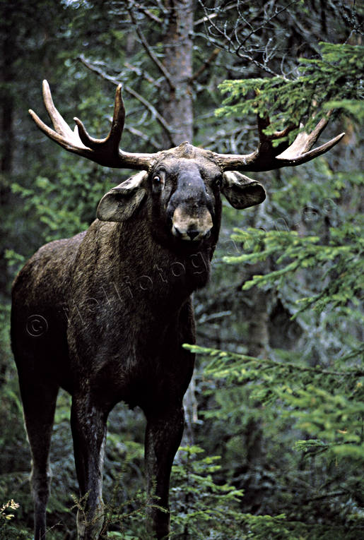 arg, djur, dggdjur, horn, hornkrona, ilska, irriterad, konung, oxe, skog, skogens, tjur, lg, lgar, lgoxe, lgtjur