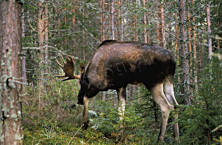 ark, djur, dggdjur, hjortdjur, irriterad, jakt, oxe, sparkar, tjur, lg, lgar, lgoxe, lgtjur