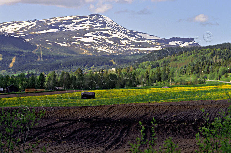 fjll, frsommar, Jmtland, Landskap, maskrosng, sommar, re, reskutan