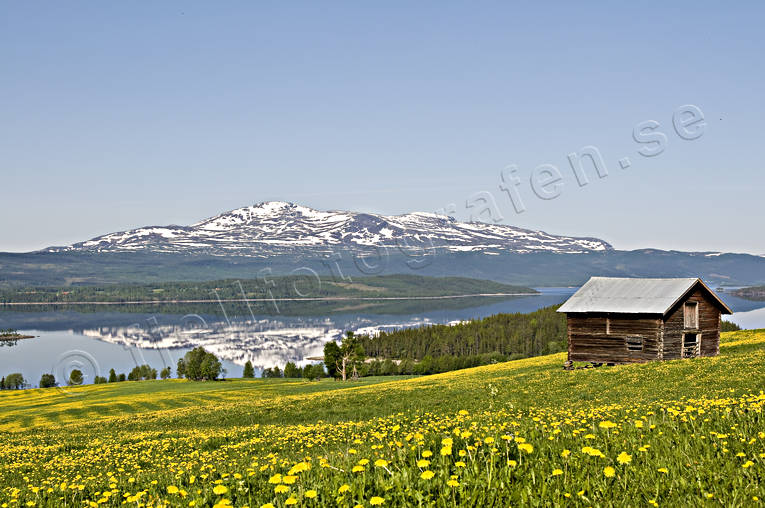 blommor, Jmtland, kall, Kallsjn, krok, lada, Landskap, maskros, maskrosng, sommar, vrng, ng