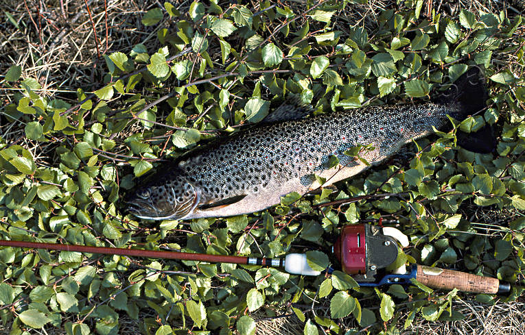 fiske, haspel, haspelfiske, kastsp, spinn, spinnfiske, sportfiske, ring
