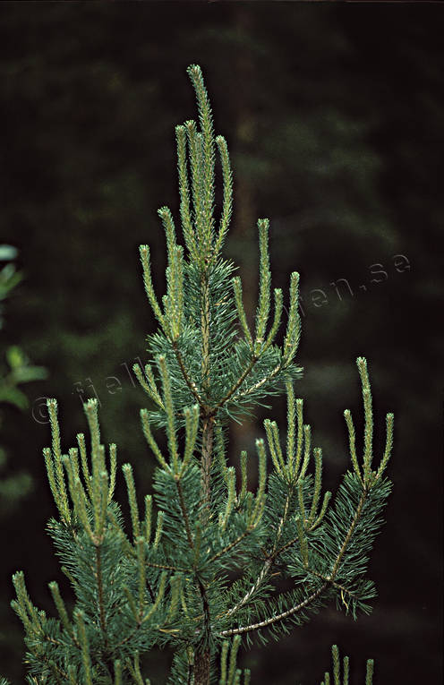 arbete, planta, skog, skogsbruk, skott, tall, tallplanta, tillvxt, rsskott