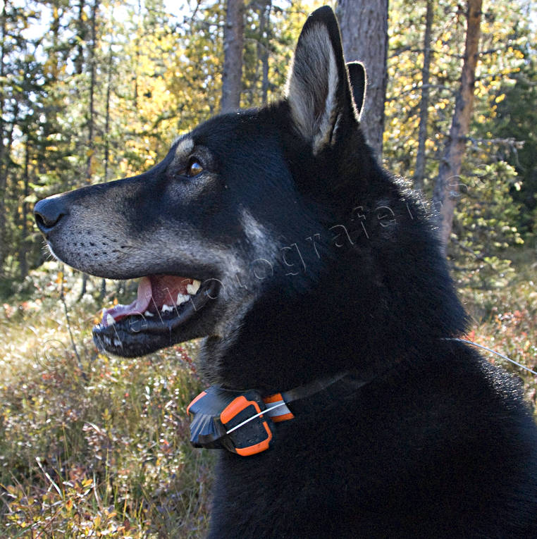 hund, hundgps, jakt, jakthund, laika, lghund, lgjakt, stsibirisk