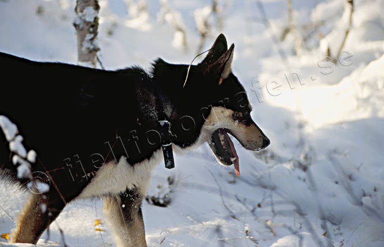 bjrnhund, djur, dggdjur, hund, hundar, jakthund, laika, lghund, stsibirisk laika