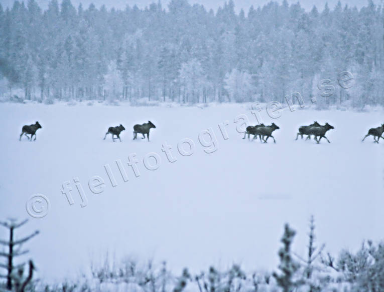 djur, dggdjur, Laponia, lappland, stmning, stmningsbild, stmningsbilder, vandringslg, vandringslgar, vinter, vinterbild, lgar