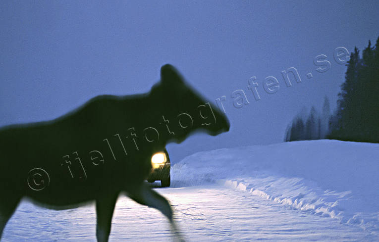 Älg framför bil bil, djur, däggdjur, kommunikationer, landfart, mörker, skymning, trafik, vilt, viltolycka, viltolyckor, väg, älg, älgar, älgkrock, älgolycka