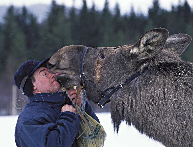 Älg slickar sin husse djur, däggdjur, farmad, glad, glädje, husse, kompisar, lycka, människa, slick, slickar, vänskap, älg, älgar, älgfarm