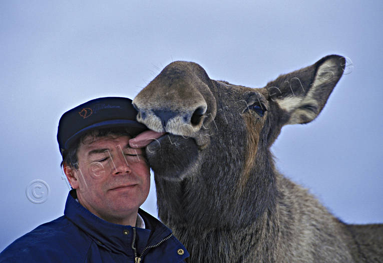 Älg slickar sin husse djur, däggdjur, glad, glädje, husse, kompisar, lycka, människa, slick, slickar, vänskap, älg, älgar