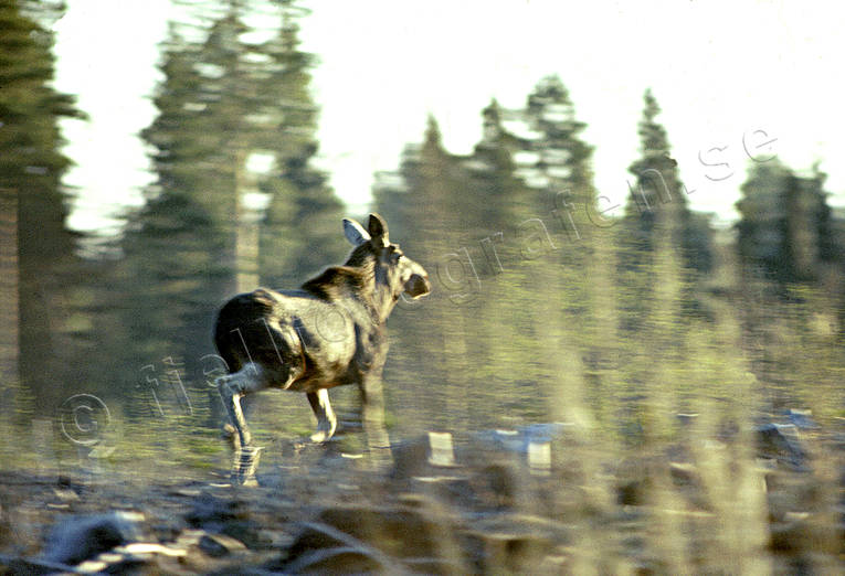 Älg springer över hygge djur, däggdjur, fjoling, löper, springer, trav, älg, älgar