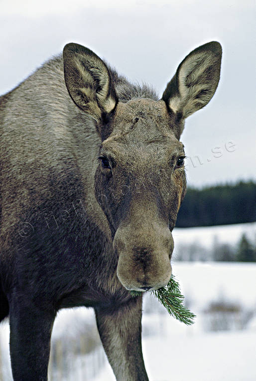 Älg äter grankvist betar, djur, däggdjur, gran, grankvist, vinterbete, älg, älgar, älgko