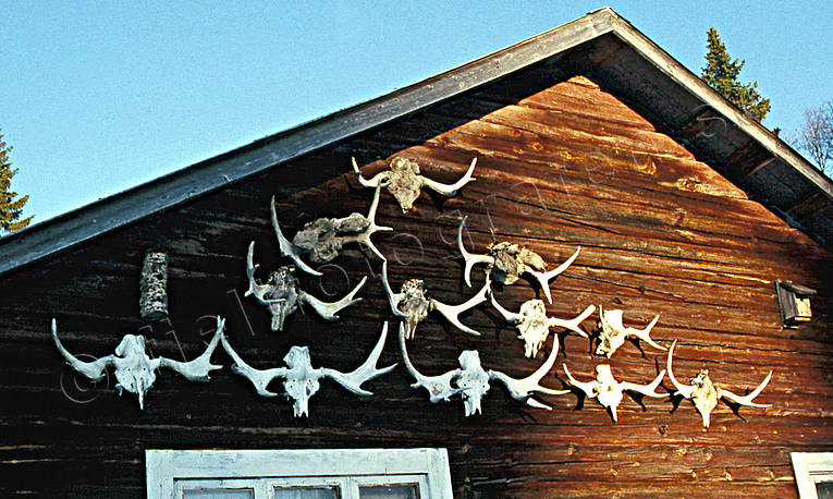Älghorn på vägg horn, jakt, jakt älgjakt, ladvägg, troféer, älghorn, älgjakt