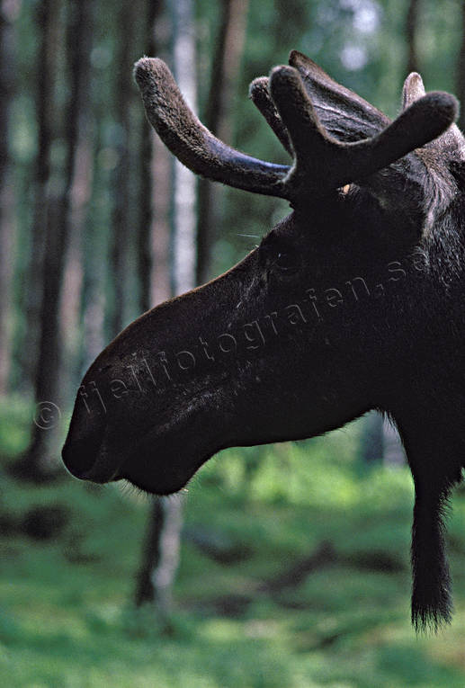 Älghuvud i profil basthud, djur, däggdjur, horn, profil, skägg, skäggtöm, tjur, älg, älgar, älghuvud, älgtjur