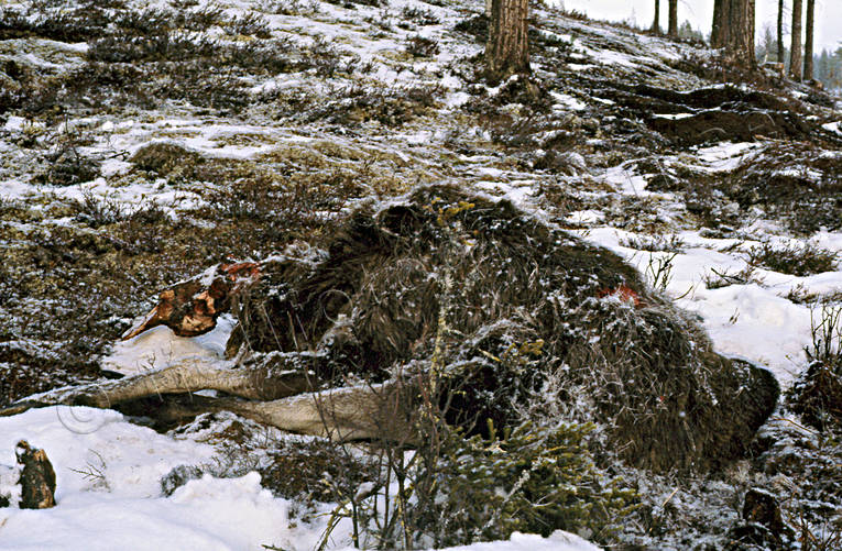 Älgkadaver, besökt av björn björn, björnmat, björnriven, björnslagen, brunbjörn, djur, däggdjur, kadaver, rovdjur, älg, älgar, älgkadaver
