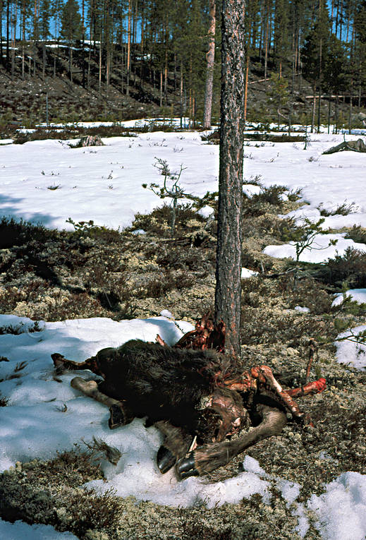 Älgkadaver, uppätet av björn björn, björnmat, björnriven, björnslagen, brunbjörn, djur, däggdjur, kadaver, rovdjur, älg, älgar, älgkadaver