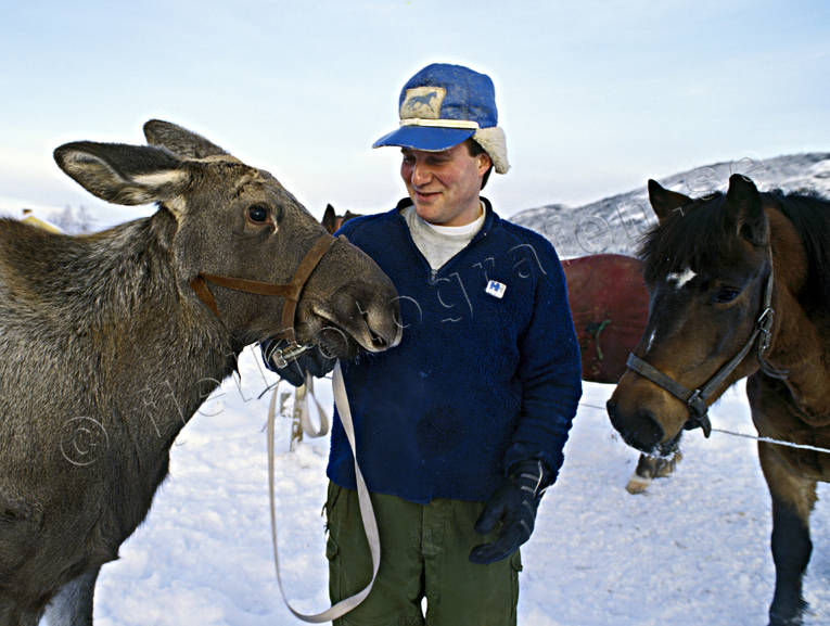Älgkalv och husse djur, däggdjur, husse, tam, uppfödd, uppfödning, älg, älgar, älgfarm, älgkalv