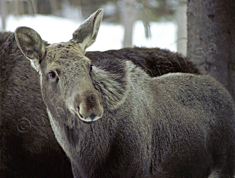 Älgkalv vid äldre djur djur, däggdjur, kalv, älg, älgar, älgkalv