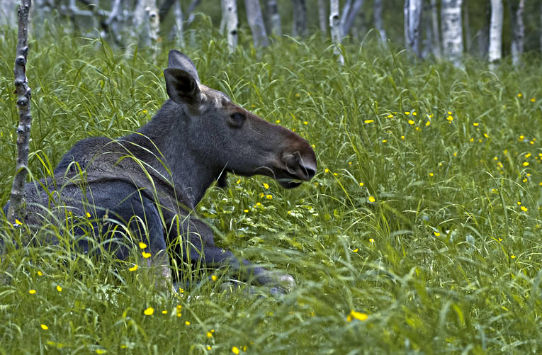 Älgko bland frodig grönska djur, däggdjur, grönbete, vilar, älg, älgar, älgko