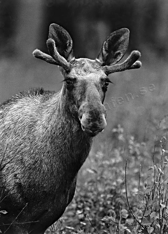 Älgtjur basthud, djur, däggdjur, horn, närbild, svartvit, älg, älgar, älgtjur