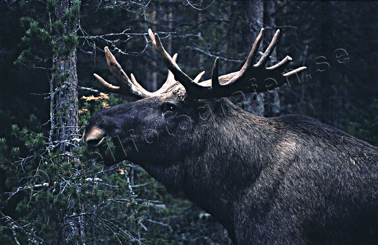 Älgtjur i närbild basthud, djur, däggdjur, hjortdjur, hornkrona, krona, oxe, taggar, tjur, älg, älgar, älgkrona, älgoxe, älgtjur