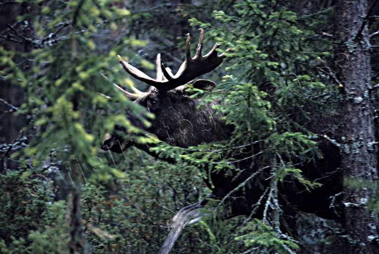 Älgtjur i skog djur, däggdjur, hjortdjur, horn, hornkrona, konung, krona, oxe, skog, skogens, taggar, tjur, älg, älgar, älgkrona, älgoxe, älgtjur