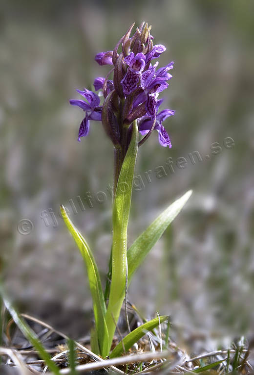 Ängsnycklar biotop, biotoper, blekekärr, blomma, blommor, dactylohiza incarnata, natur, orkide, orkideer, orkideängar, Rödön, vikekärret, växter, ängar, ängsmark, Ängsnycklar