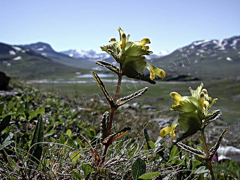 Ängsskallra biotop, biotoper, blommor, fjäll, fjällblommor, fjällen, fjällnatur, gul, natur, Padjelanta, rhinanthus minor, växter, ängsmark, ängsskallra