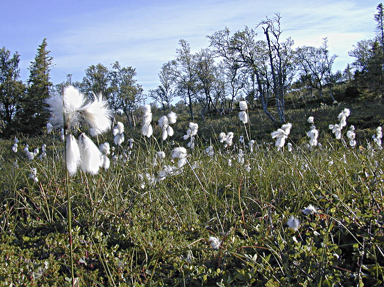 Ängsulll i fjällen biotop, biotoper, fjäll, fjällen, mjuk, myr, myrmark, natur, ull, ullig, ängsull