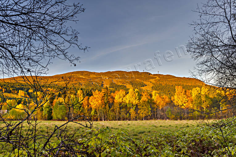 Åreskutan i höstfärger fjäll, höst, höstfärger, Jämtland, Landskap, Åreskutan, årstider, äng