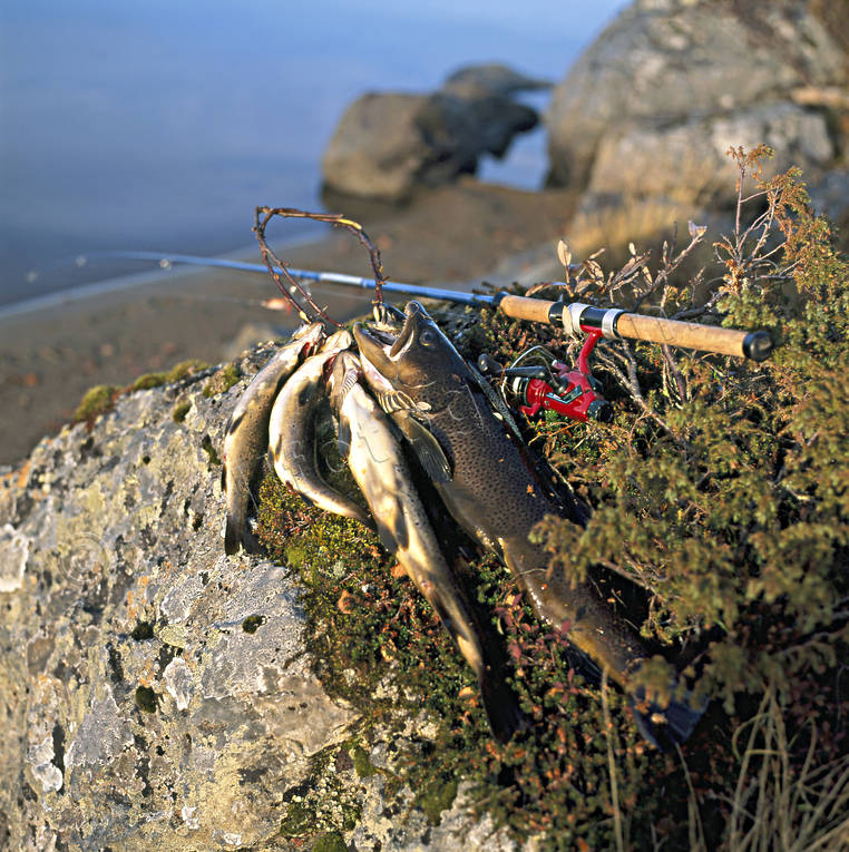 Öringar och haspelspö fisk, fiske, Hanasjön, haspel, haspelfiske, haspelspö, kastspö, spinn, spinnfiske, sportfiske, öring