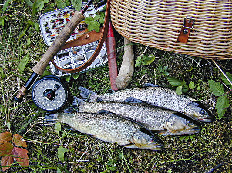 Öringar tagna i Gevsjöströmmen fiskar, fiske, flugfiske, sportfiske, öring, öringar