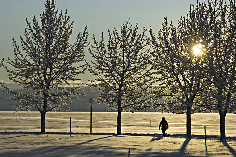 Östersund Vinterstaden Badhusparken, frost, Jämtland, kallt, kyla, midvinter, park, rimfrost, stämning, stämningsbild, stämningsbilder, vinter, vinterstaden, vinterstämning, Östersund