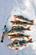 abborrar, abborre, abborrfiske, fisk, fiskar, fiske, pimpel, pimpelfiske, pimpelsp, sportfiske, vinterfiske