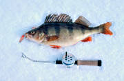 abborre, abborrfiske, fisk, fiske, pimpel, pimpelfiske, sportfiske, vinterfiske