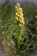 adam och eva, adamocheva, blomma, blommor, dactylohiza sambucina, Landskap, natur, orkide, orkideer, orkidengar, Stor Karls, vxter, ngar, ngsmark
