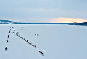 Amundsen race, draghund, draghundar, hundspann, slädhund, slädhundar, Storsjön, tävling, Vallsundet, vinter, äventyr