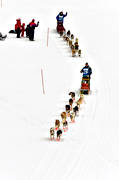 Amundsen race, draghund, draghundar, hundspann, sl�dhund, sl�dhundar, t�vling, vinter, �ventyr