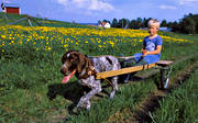 barn, bl himmel, draghund, fortskaffningsmedel, friluftsliv, frsommar, hund, kusk, maskrosor, sommar, sulky, uteliv, vagn, vorsteh, ventyr
