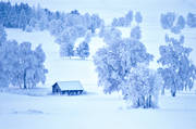 bjrkar, bjrkng, Frsn, julkort, julstmning, Jmtland, kallt, kyla, lada, sn, stmning, stmningsbild, stmningsbilder, vinter, vinterlandskap, vinterng, rstid, rstider, ng