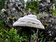 biotop, biotoper, bjrkticka, fnske, frruttnelse, kretslopp, milj, natur, ruttna, skog, skogar, skogsmark, svamp, ticka, tervinning