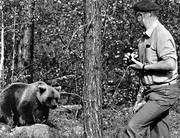 bamse, bjrn, bjrnfotografering, brunbjrn, djur, dggdjur, fotografering, mnniska, rovdjur, svartvit
