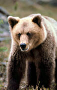 bamse, bjrn, brunbjrn, djur, dggdjur, nrbild, rovdjur