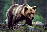 bamse, bjrn, brunbjrn, djur, dggdjur, rovdjur