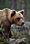 bamse, bjrn, brunbjrn, djur, dggdjur, nrbild, rovdjur