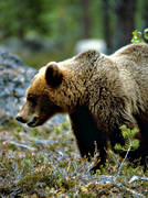 bamse, bjrn, brunbjrn, djur, dggdjur, profil, rovdjur