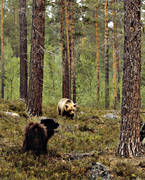 bamse, bjrn, brunbjrn, djur, dggdjur, hund, hundar, lapphund, rovdjur