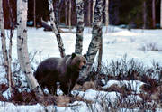 bamse, bjrk, bjrkar, bjrn, brunbjrn, djur, dggdjur, rovdjur, Sonfjllet