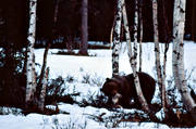 bamse, bjrk, bjrkar, bjrn, bjrntel, brunbjrn, djur, dggdjur, rovdjur, Sonfjllet, tel