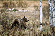 bamse, bjrn, bjrntel, brunbjrn, djur, dggdjur, kadaver, rovdjur, Sonfjllet, tel