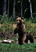 bamse, bjrn, bjrnhona, bjrnunge, bjrntel, brunbjrn, djur, dggdjur, kadaver, rovdjur, Sonfjllet, tel