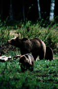 bamse, bjrn, bjrnhona, bjrnunge, bjrntel, brunbjrn, djur, dggdjur, kadaver, rovdjur, Sonfjllet, tel